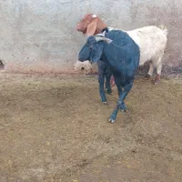 بز داشتی جنس دوقلو