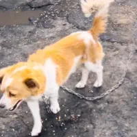 سگ تربیت شده