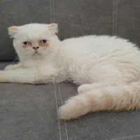اسکاتیش نر شاه توله