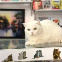 گربه اسکاتیش سفید