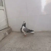 کبوتر دمگیر خرقه