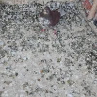 کبوتر غریبگیری|پرنده|تهران, شادآباد|دیوار