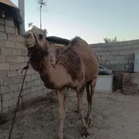 فروش شتر هاشی گهود بافق|حیوانات مزرعه|بافق, |دیوار