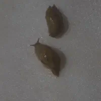 حلزون