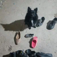 سگ روبایی پامرین نر