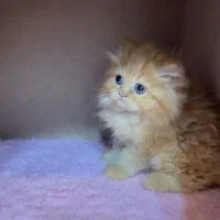 بریتیش گارفیلدی لانگ هیر|گربه|رشت, چله خانه|دیوار