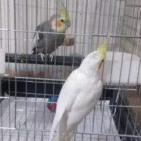 یک جفت عروس هلندی
