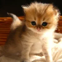 بریتیش گلد جوجه بلا|گربه|تهران, آجودانیه|دیوار