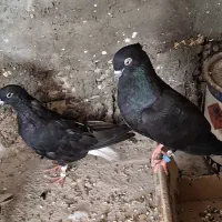 فروش کبوتر دم سفید