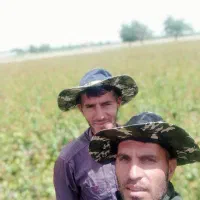 عرضه مستقیم انواع نهالهای باکیفیت و..|خدمات باغبانی و درختکاری|مرند, |دیوار