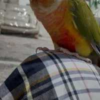 یک جفت گرینچیک رام و دستی|پرنده|بافت, |دیوار