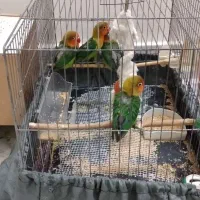 طوطی برزیلی|پرنده|اسلام‌شهر, زرافشان|دیوار