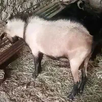 یک عدد چبوش آلپای به فروش می رسد