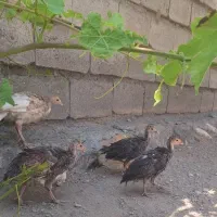 جوجه بوقلمون