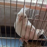 عروس هلندی|پرنده|چهاردانگه (تهران), |دیوار