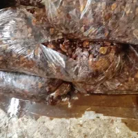 خرما بی هسته درجه 1بدون هسته