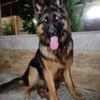 ژرمن شولاین 2 ساله|سگ|فردیس, شهرک ناز|دیوار