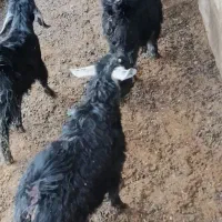 کهره سبک|حیوانات مزرعه|بهبهان, |دیوار