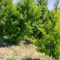 زمین مسکونی