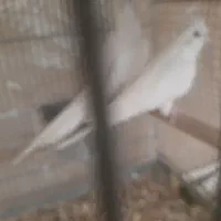 حفت عروس هلندی آلبینو