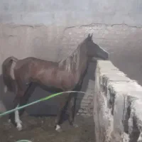 اسب مادیون