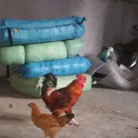 خروس محلی|حیوانات مزرعه|رشت, بیجارپس|دیوار