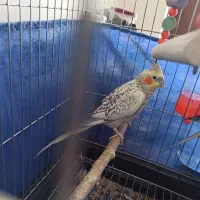 عروس هلندی|پرنده|کرمانشاه, |دیوار