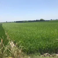 2000-متر-زمین-کشاورزی-آبی-با-سند-تک-برگ-محمدیار