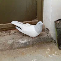 ماده درشت زینتی|پرنده|بانه, |دیوار