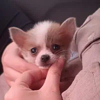 شیواوا|سگ|قائم‌شهر, |دیوار