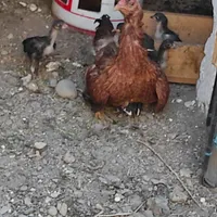 یک عدد مرغ نیمه کرچ با 5 جوجه اصیل نیمه لاری|حیوانات مزرعه|اشنویه, |دیوار
