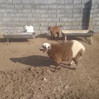 فروش گوسفند
