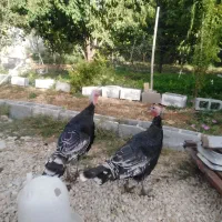 فروش بوقلمون محلی ۵ماهه