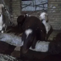 بره نر و ماده برا پرواری سبک وزن ..