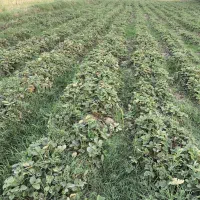 توت فرنگی سابرینا  نی 5|گل و گیاه طبیعی|آزادشهر, |دیوار