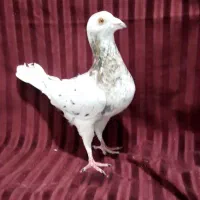 کبوتر جفتکا