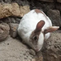 دوتا‌خرگوش‌ماده‌یکی‌لپ‌یکی‌‌جرسی‌جفتشون‌مولد