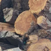 چوب شومینه ای خیلی خشک استثنایی انواع کنده وچوب