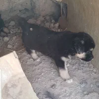 سه عدد توله|سگ|بندر ماهشهر, |دیوار