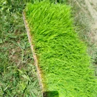 نشا هاشمی قالبی
