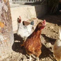 مرغ و خروس فروشی