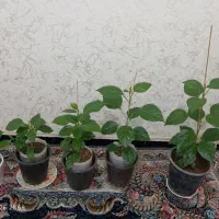 گل های ختمی و اگلونما
