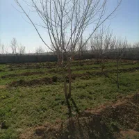 باغچه-650متر-دوردیوار