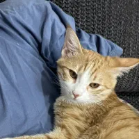 واگذاری گربه نارنجی ماده|گربه|مشهد, بهاران|دیوار