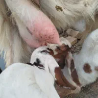 یک راس بز زاییده شیرا