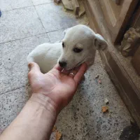 توله و نر بالغ