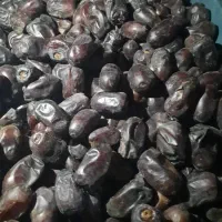 فروش فوری خرما فله مضافتی