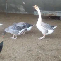 غاز و قوغاز