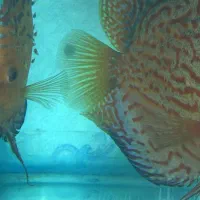 نه جفت دیسکس مولد|ماهی|مشهد, بهشت|دیوار