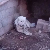 سگ گله|سگ|صوفیان, |دیوار